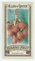 Rambutan 2022 Topps Allen & Ginter Mini Bearing Fruit #BF-15